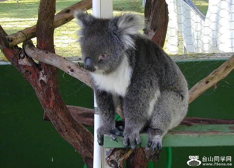 koalawe7 [800x600].jpg