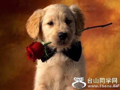 Puppy-Love-622918[1].jpg