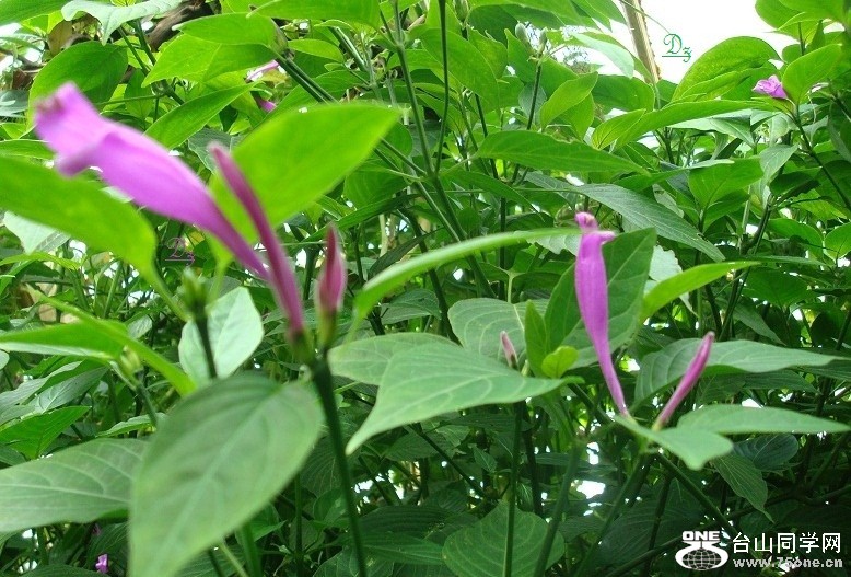 DSC07301-d.jpg