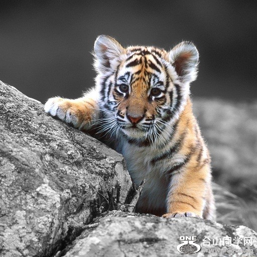 ipad_15871_animals_tiger_baby_tiger[1].jpg