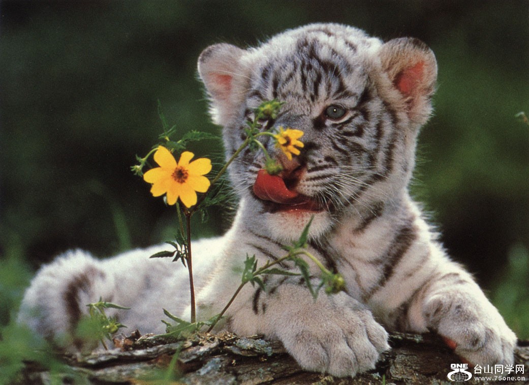 WhiteTigerCub_flowers[1].jpg