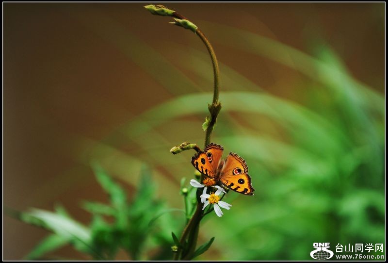 Ƭ 0761.jpg