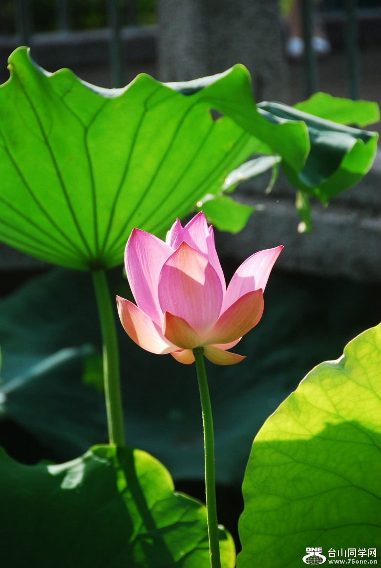 DSC_0818_conew1.jpg