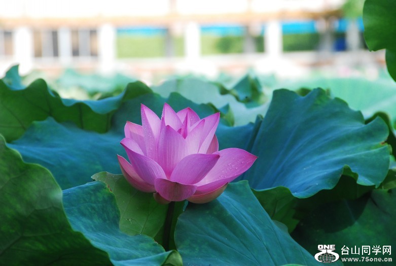 DSC_0810_conew1.jpg