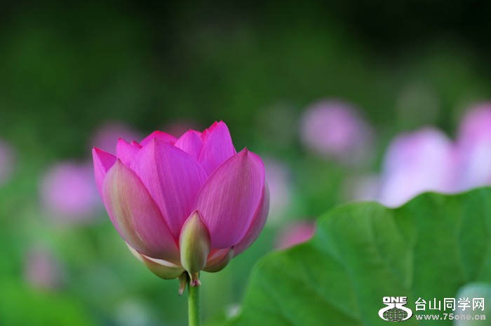 DSC_0724.jpg