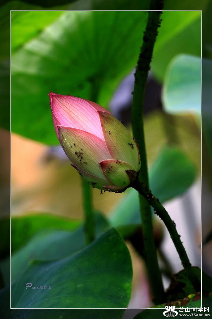 }u -IMG_4594cc.jpg