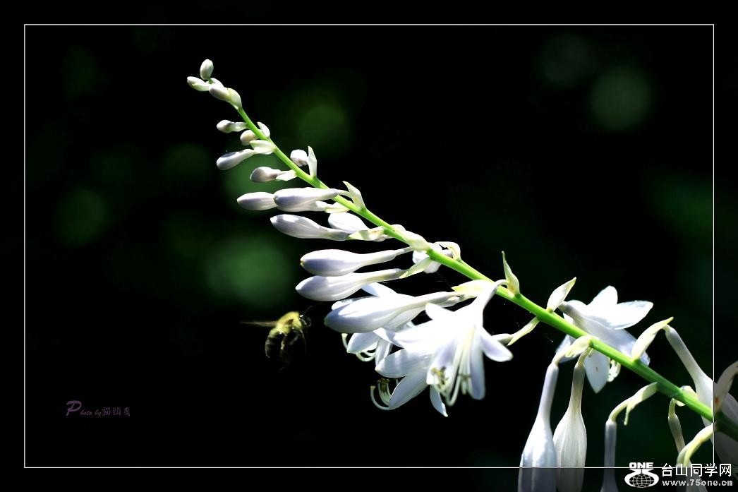 }u -IMG_4227cc.jpg