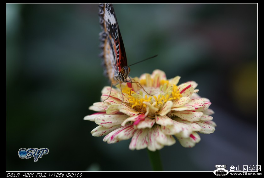 DSC01008a.jpg