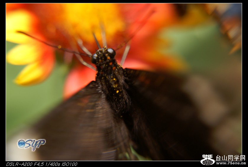 DSC01161a.jpg