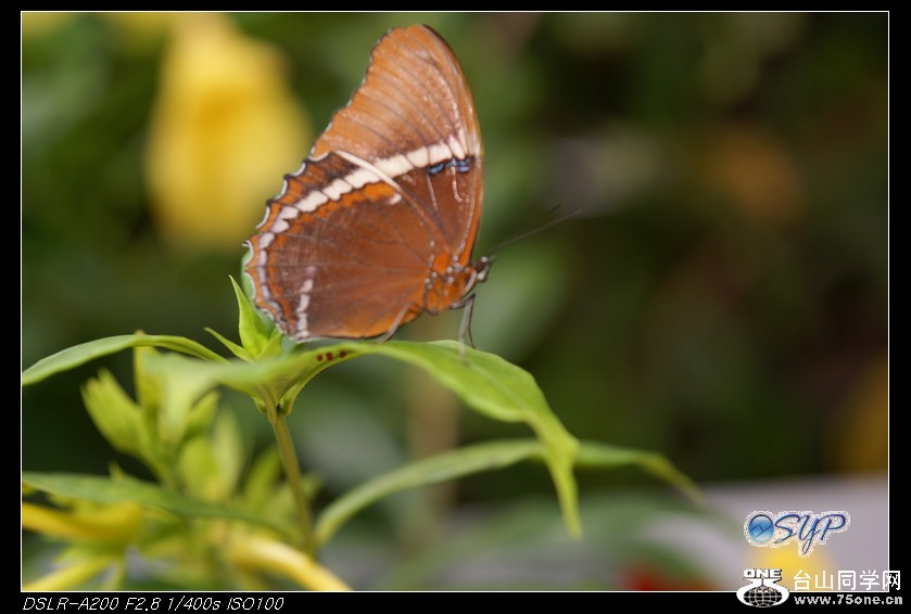 DSC01035a.jpg