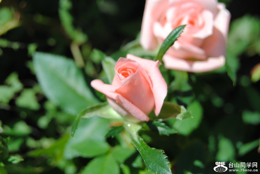 PICT4608.JPG