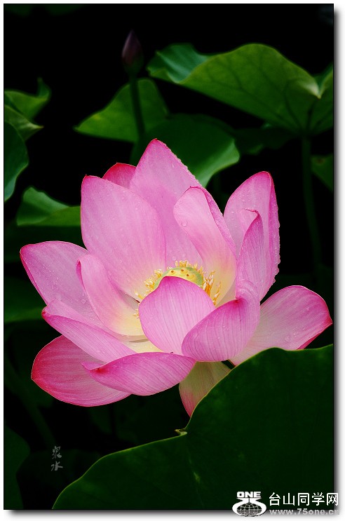 DSC_0143a.jpg
