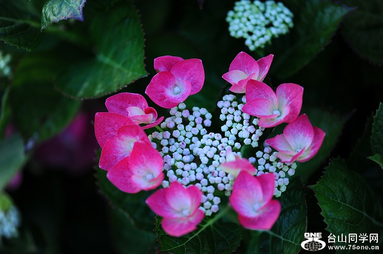 DSC_6103.JPG