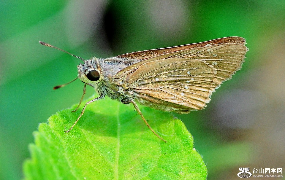 DSC_3726aa.jpg