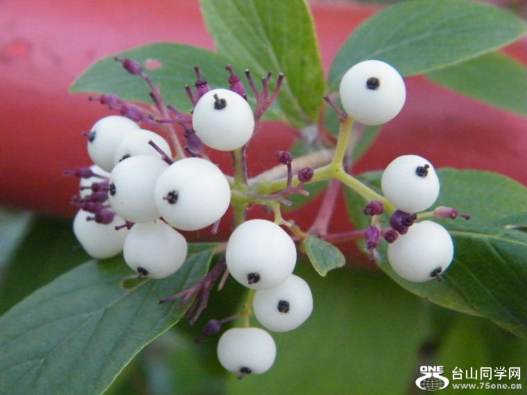 DSCF1638.JPG