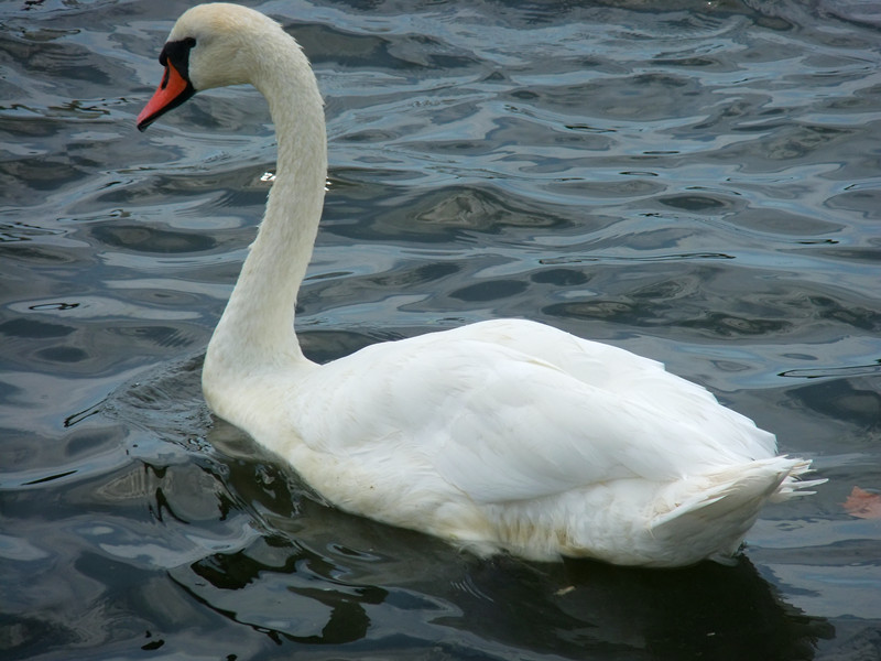 DSCF3807_.jpg