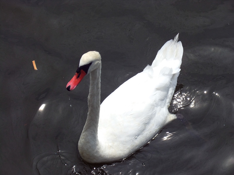 DSCF3827_.jpg