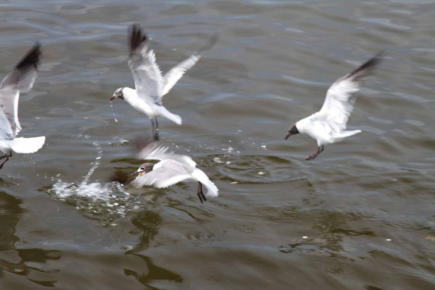 IMG_2296.jpg