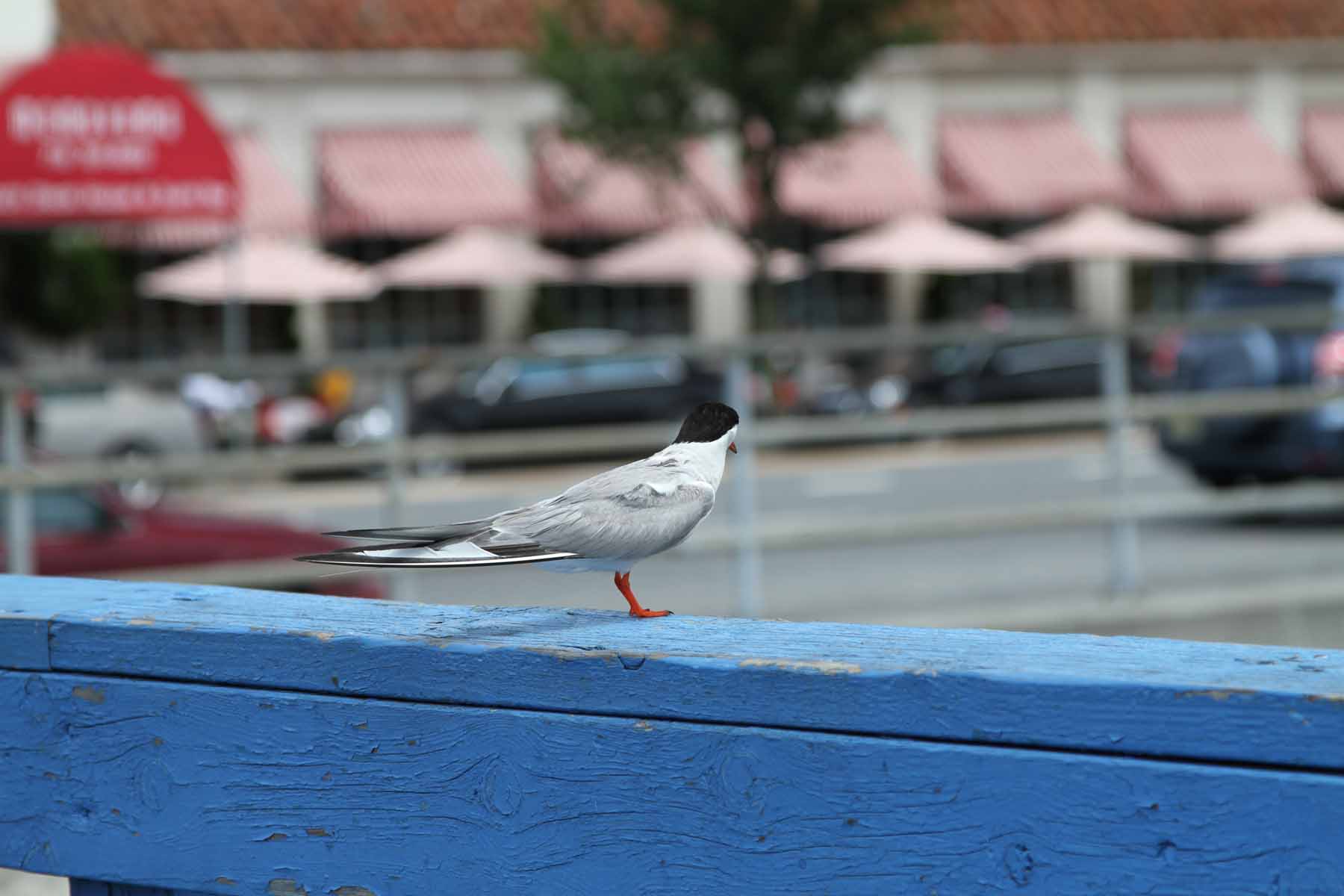 IMG_2304.jpg