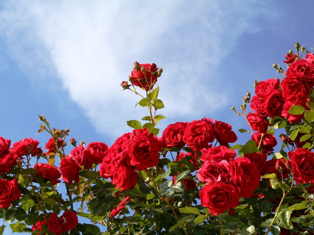 red_roses_and_blue_sky[1].jpg