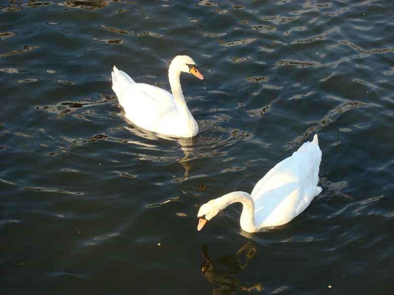 dsc01747_.jpg
