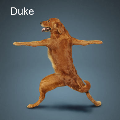 yoga dog6.png