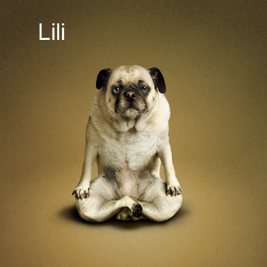 yoga-dogz 4.jpg
