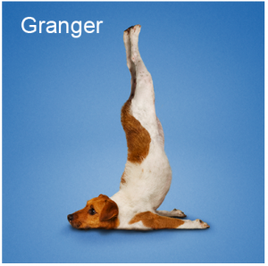 yoga-dog1.png