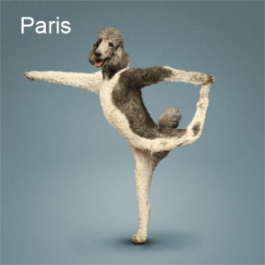 yoga-dogz 3.jpg