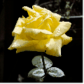 36930.gif
