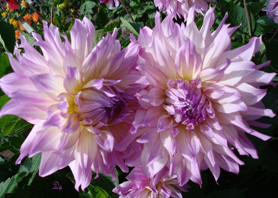 DSC09617-d.jpg