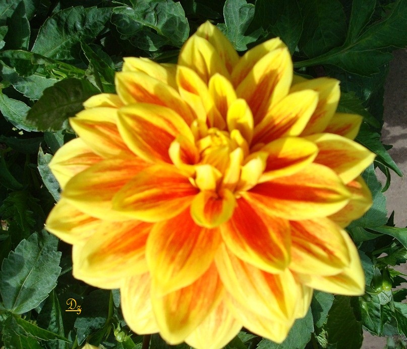 DSC09603-d.jpg