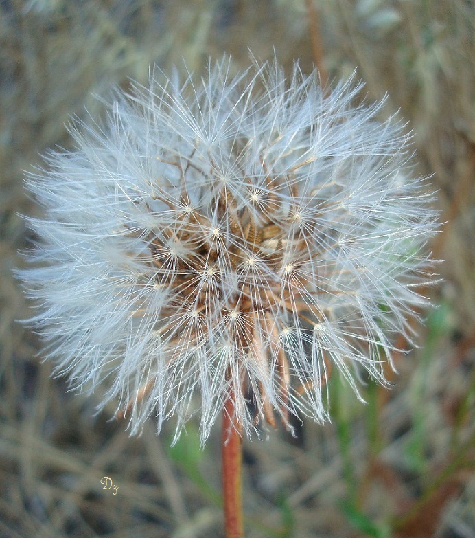 DSC09220-2.jpg