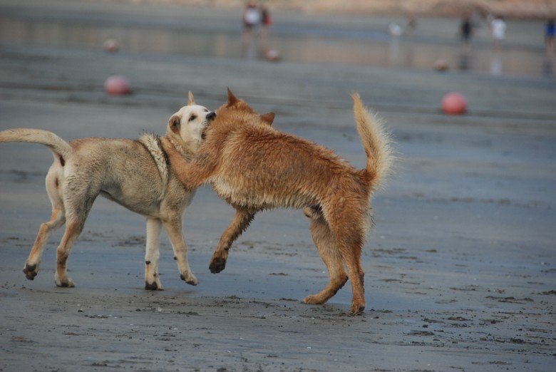 DSC_0611_conew1.jpg