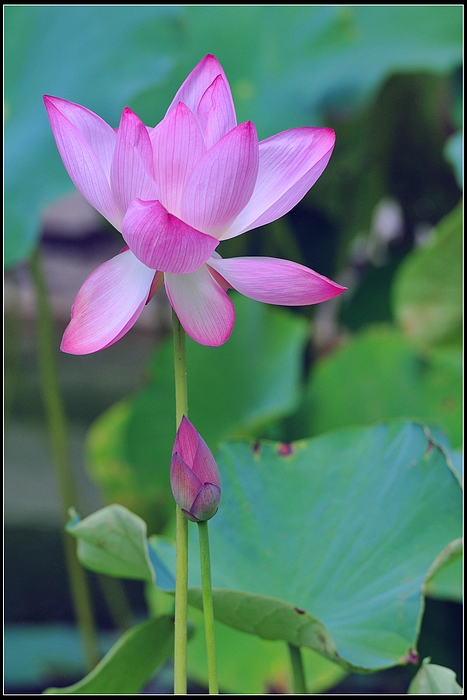 DSC_8239.JPG