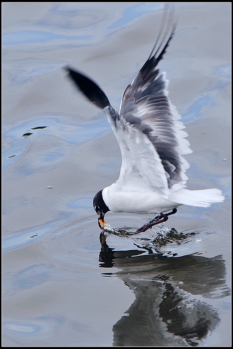 DSC_8296.JPG