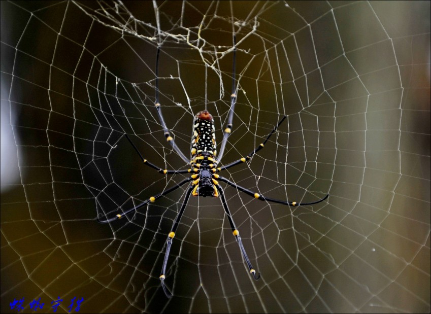 ��Ƭ 081_conew2.jpg