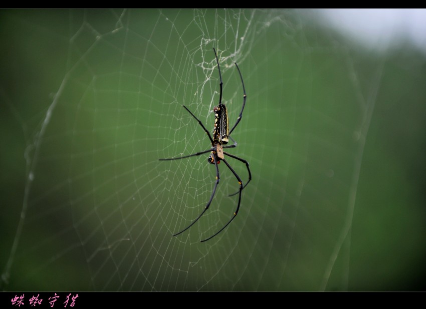 ��Ƭ 051_conew2.jpg