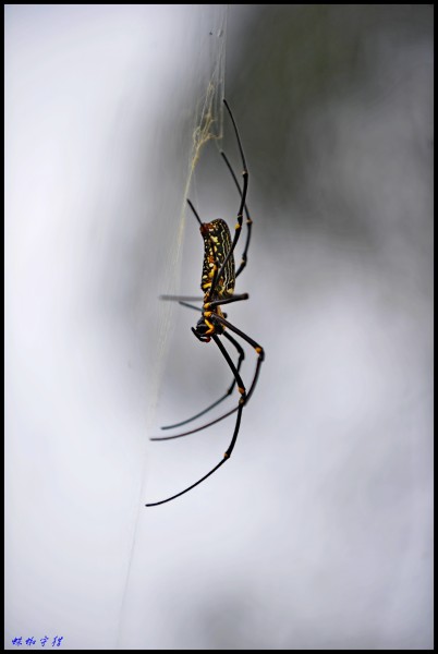 ��Ƭ 073_conew2.jpg