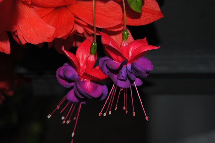 DSC_3911.JPG