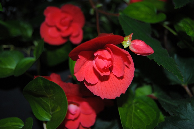 DSC_3922.JPG
