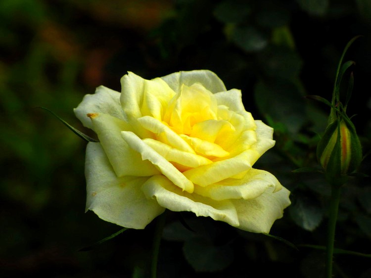 1685472160545132166_conew1.jpg