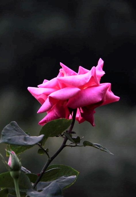 602074975185202294_conew1.jpg