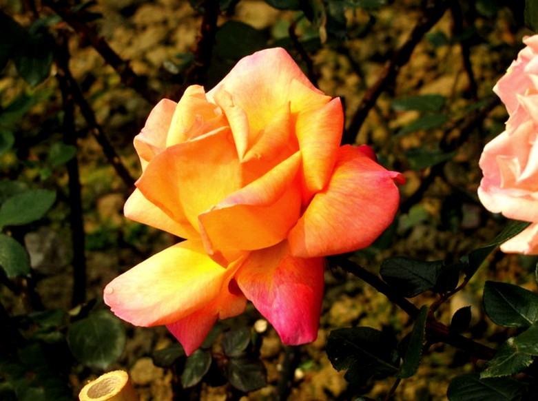 32088147346221973_conew1.jpg