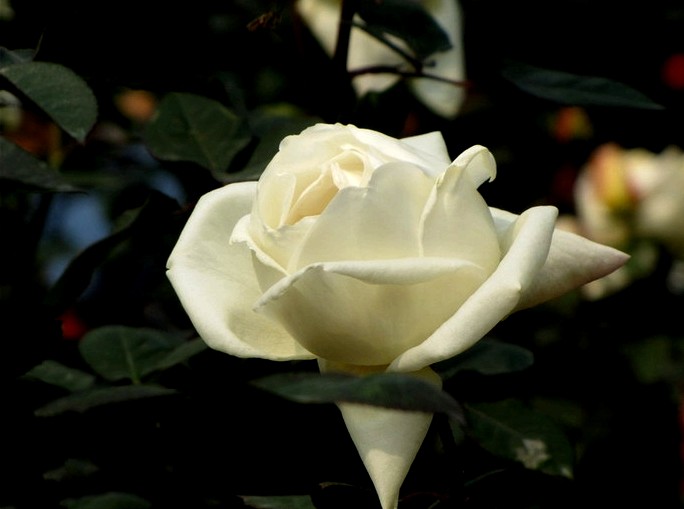 714946440847075065_conew1.jpg
