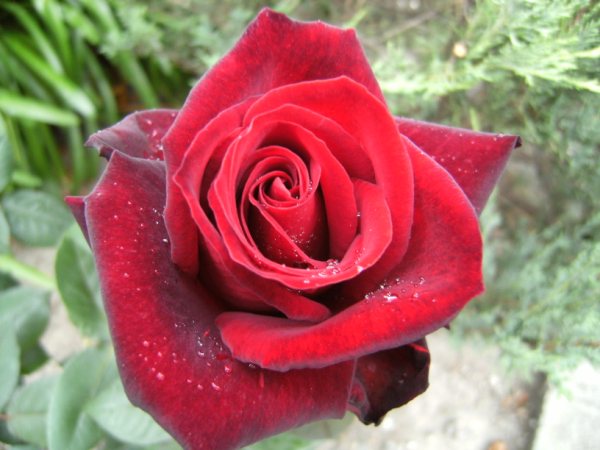 DSCF0644.JPG