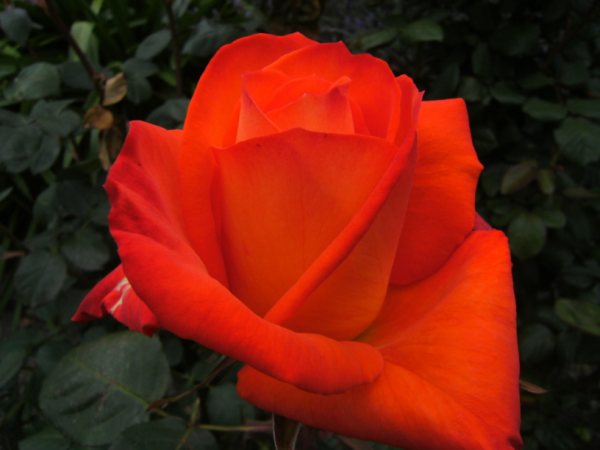 DSCF0636.JPG