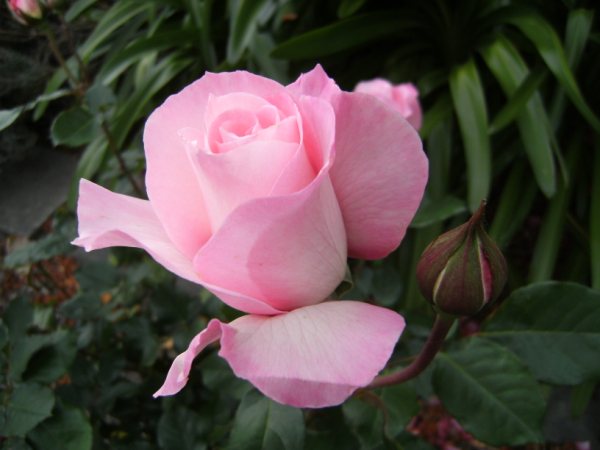 DSCF0626.JPG