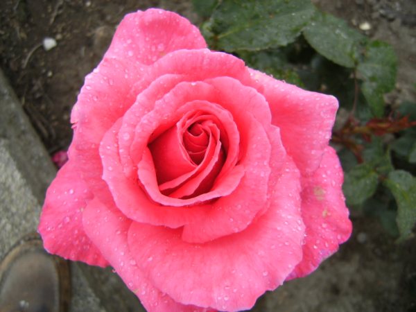 DSCF0646.JPG