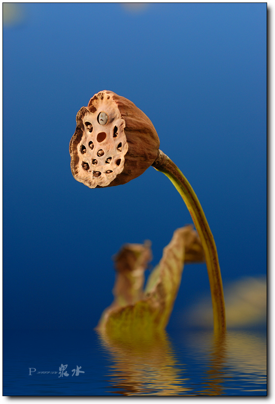 DSC_0269a.jpg